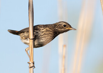 Bluethroat, Luscinia svecica. A juvenile bird sits on a reed stalk