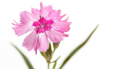 Dianthus flower isolated on white background.