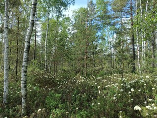 Rekyva forest during sunny summer day. Pine and birch tree woodland. Blueberry bushes are growing in woods. Sunny day with white and gray clouds in sky. Summer season. Nature. Rekyvos miskas.