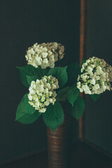 アジサイの生花