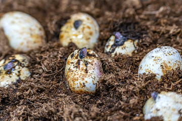 Snakes hatch from eggs. Snake head coming out from the snake egg.