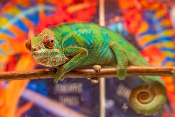 Green chameleon in a terrarium