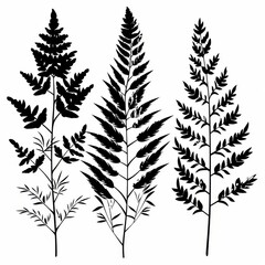 Asparagus Fern Flower Icon Set, Garden Asparagus Fern Black White Design, Abstract Asparagus Fern Symbol