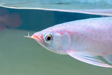 Lots of Arowana Super Red in Aquarium