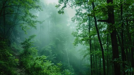 Fototapeta premium green foggy forest landscape