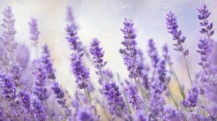 Naklejka premium Lavender Field in Bloom