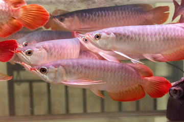 Lots of Arowana Super Red in Aquarium