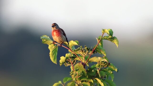 A male common linnet sits atop of a green bush and sings its song toward the camera lens on a sunny summer evening with a cloudy sky background.