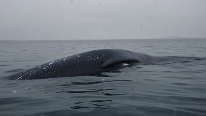 Fototapeta premium Majestic Whale in Open Ocean