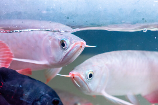 Lots of Arowana Super Red in Aquarium