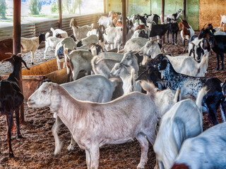 small business, agricultural small livestock, goats under the shed
