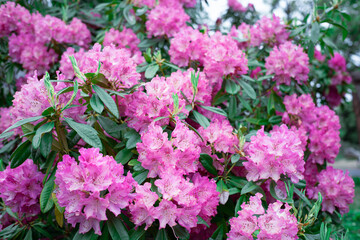 ピンクのシャクナゲ