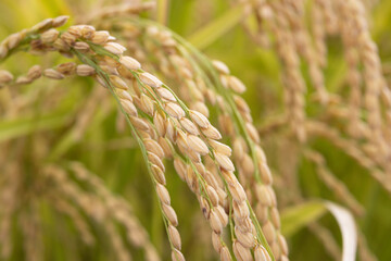 Image of a rice field with rice growing in harvest.