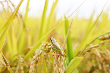 Image of rice fields and locusts with rice growing in harvest.