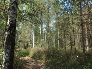 Rekyva forest during sunny summer day. Pine and birch tree woodland. Blueberry bushes are growing in woods. Sunny day with white and gray clouds in sky. Summer season. Nature. Rekyvos miskas.