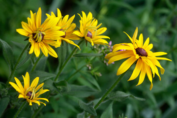 Colorful flowers in summer garden