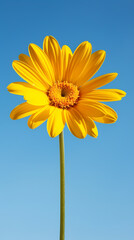 Close up of chrysanthemum