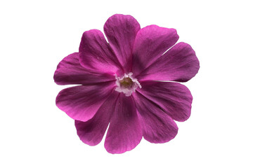 pink flower png