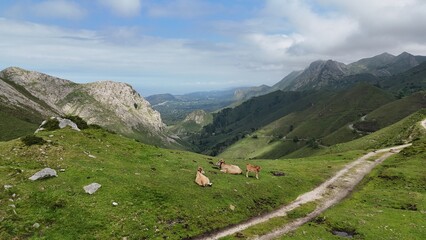 Peisaje de monta&ntilde;a con vacas comiendo y descansando en la monta&ntilde;a
