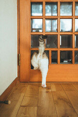 キャットドア