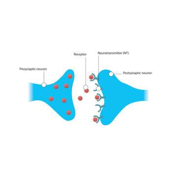 Diagram of synapse - post and presynaptic, neurotransmitter and receptor - simple scematic illustration.
