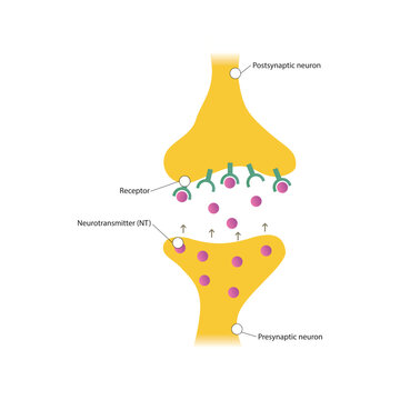 Diagram of synapse - post and presynaptic, neurotransmitter and receptor - simple scematic illustration.