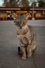 Street Tabby Cat Sitting Down on Ground in Town. Alert Feral Furry Kitten Outside in Jordan.