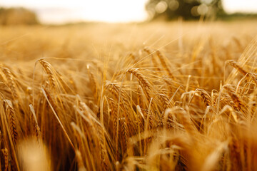 Background of ripening ears of yellow wheat field at sunset. Agriculture farm.