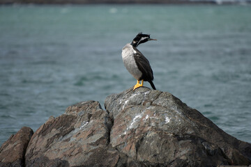 Pārekareka (Spotted Shag) Phalacrocorax punctatus. On rock with head twisted to look right. Copy...