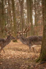 Vertical European Fallow Deer in Autumn Forest Park. Two Bucks with Antlers in Blatná, Czech Republic. 