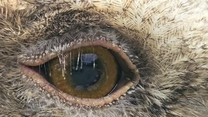 Close-up of an Indian Owl baby