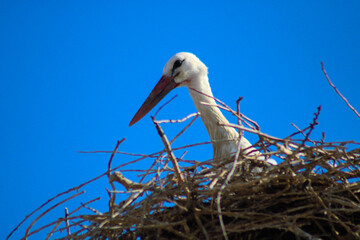 Fototapeta premium white stork in nest