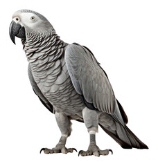 Obraz premium PNG Afican grey parrot animal bird white background.
