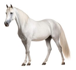 Obraz premium PNG Arabian horse stallion animal mammal.