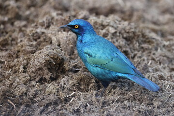 Greater blue-eared starling in elephant dung