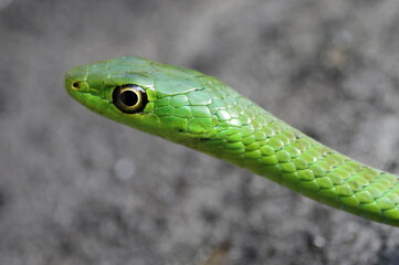 Natal green snake