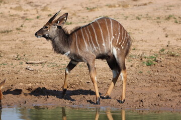 Male bushbuck