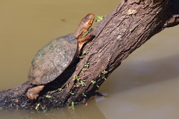turtle on a log