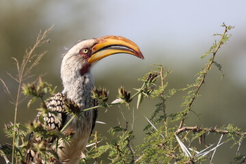 Zazoo