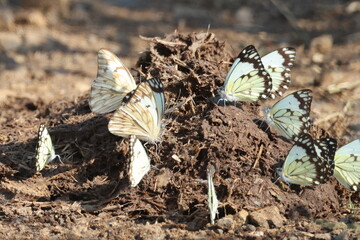 Butterflies on elephant dung