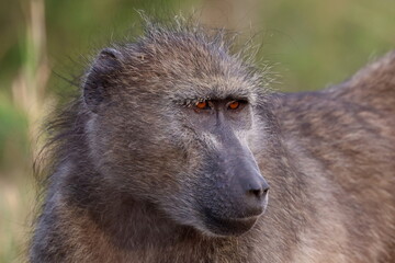 baboon sitting in the grass