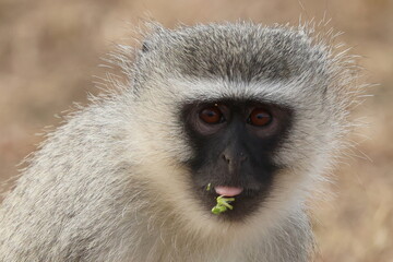 Monkey close-up