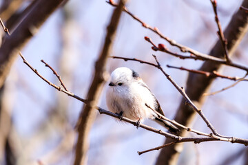北海道日高町、小枝でたたずむ雪の妖精・シマエナガ【12月】