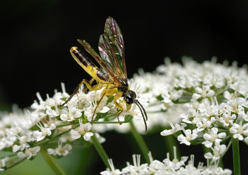 Berauschte Blattwespe (Tenthredo temula) M&auml;nnchen frisst Nektar an kleinen wei&szlig;en Doldenbl&uuml;tler Bl&uuml;ten - Baden-W&uuml;rttemberg, Deutschland