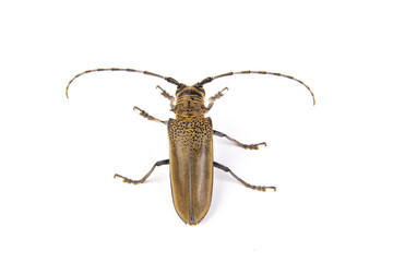 The longicorn beetle isolated on white background.