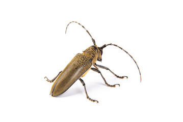 The longicorn beetle isolated on white background.