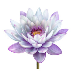 Stunning close-up illustration of a beautiful purple lotus flower in full bloom