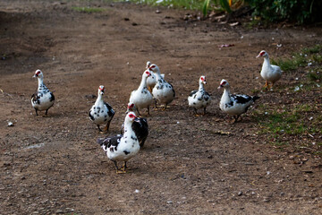 Flock Of Black And White Ducks Walking Down Dirt Road