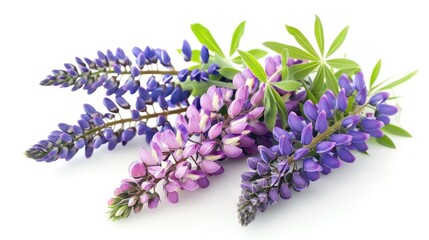 Lupine flowers. Isolated on white background.