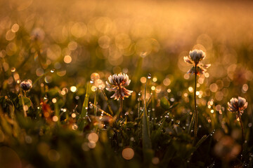 Letnia łąka z koniczyną w kroplach rosy o wschodzie słońca.  © mycatherina